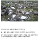 노르웨이 순록 집단몰살에서 배우는 생태계 이미지