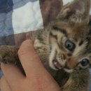 메디칼릴리 이미지