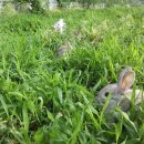 정판석농장 이미지