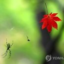 ☆*..."완연한 가을" 전국 축제장.관광명소 인파.. 설악산엔 '첫눈' 이미지