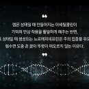 렘(REM)