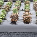 은해 농장 이미지