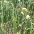 분토골농장 이미지