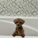 멍멍한상 이미지