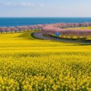 청풍면사무소 | 지금 충청도 벚꽃 1박2일,청풍호·청남대·동학사 만개 코스 총정리