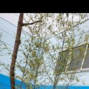 상록팜 | 🌿 남양주 고객님의 [마디팜] 대나무 식재 후기