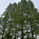 문화 비상-3호 이미지