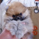 보은펫하우스 이미지