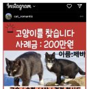 경기 파주시 부근에서 턱시도 고양이 찾습니다 이미지