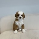 창원강아지분양 헬스독 애견입양 말티푸들포메라니안미니비숑 | 부산강아지분양 헬스독 애견입양 말티푸들포메라니안미니비숑 관리 잘해주는 부산 강아지분양