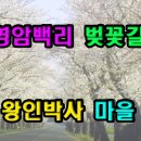 영암백리벚꽃길 왕인박사마을 이미지