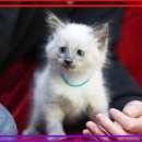 도레미캣 고양이분양 남양주 다산점 이미지