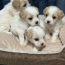 탑켄넬 | 카바푸 입양시 주의점 분양가 카바푸 분양하는곳 추천