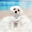 라라그루밍 이미지