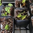 뽑기좋은날 이미지