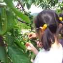 오봉농원 이미지