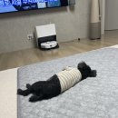 너에개 반하개 이미지