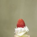 설빙금오산점 이미지