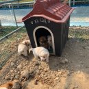 아기강아지 이미지