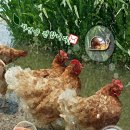 순성농협 하나로마트 이미지