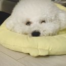 [강아지고양이넥카라]반려동물 꿀잠 패리스독 베프카라