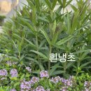 백리향 이미지