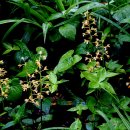 약이 되는 산야초 이미지