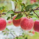 열방농장 이미지