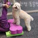 한걸음더 재활한방 동물병원 이미지