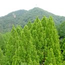 대전 서구 장태산휴양림의 메타쉐쿼이아 숲 이미지