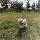 댕댕살롱 이미지