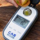 토마토 | 대저토마토 부산 대저 짭짤이 토마토 산지직송 후기