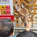 세계자동차 제주박물관 | 제주도여행 두돌아기와 [세계자동차&amp;피아노 박물관] 내돈내산 솔직후기
