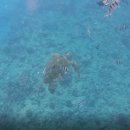 거북이약국 이미지