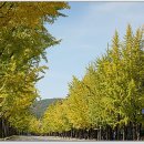 은행나무 이미지