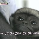 깜보