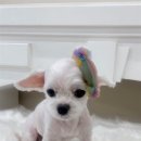 고려 애견 미용실 이미지