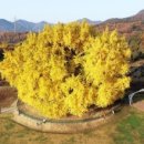 은행나무1길 이미지