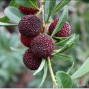 레베농장 이미지