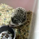 고돌이네 이미지