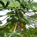 당쟁이로 | 선유도 공원 작은 식물원이 재탄생 했어요~