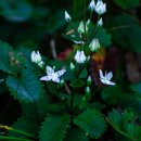 비밀의화원 이미지