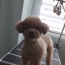 샵댕댕댕 이미지