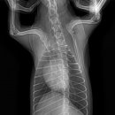 이솜 동물병원 이미지