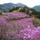 철쭉산행 8선/한국의산하 추천 이미지