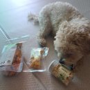 명랑견생 이미지