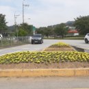 주유소꽃길 이미지