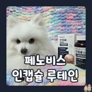 인메디칼 | ‘페노비스 인캡슐 루테인’으로 노령견 백내장 예방! 강아지 눈건강관리에 좋은 영양제 후기