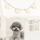 초이스펫 이미지