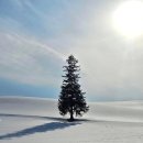 흰등 | 3월 삿포로 비에이투어 흰그림자투어 내돈내산 후기 준페이예약